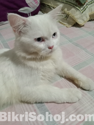 Persian cat